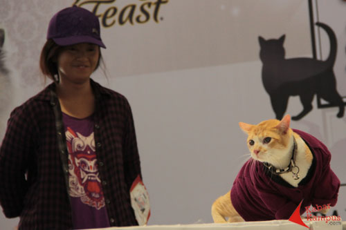 15 12 2013 fashion show kucing