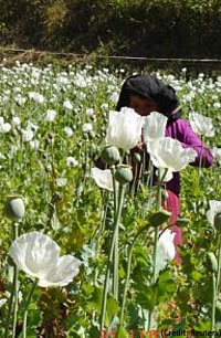 Petani memanen opium di dekat perbatasan Myanmar. 