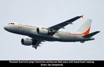 13 01 2014 pesawat australia pantau paus