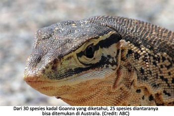 19 01 2014 kadal goanna