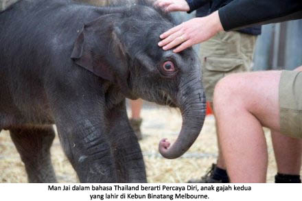 01 02 2014 bayi gajah