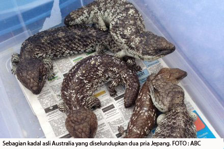 14 12 2014 lizard smuggling charges