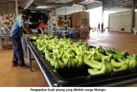 17 02 2014 pengolahan pisang australia