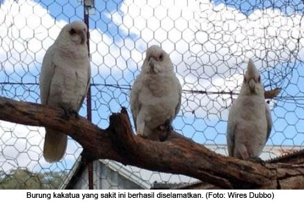 07 03 2014 Burung Mati Karena Pestisida