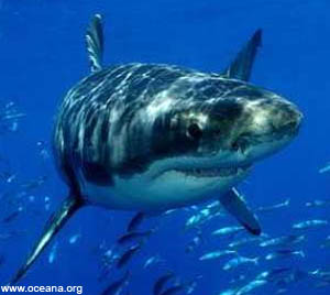 03 04 2014 serangan hiu