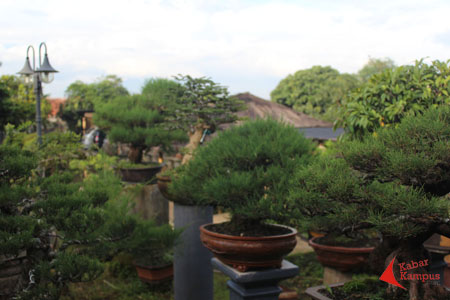 Lazuardienan - Bonsai