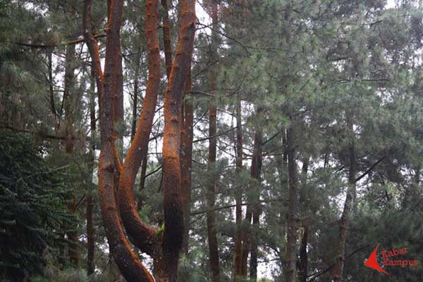 Diah Kusumantara - Nature