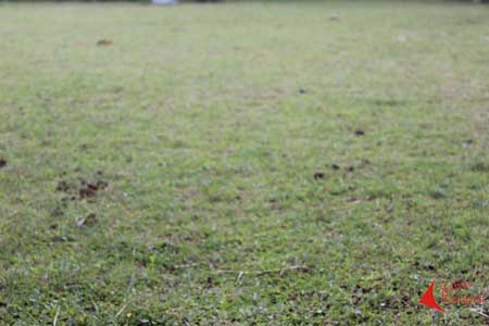 Lazuardienan - Lapangan Hijau