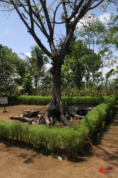 Res Mineke Kin Kaori - Rindang