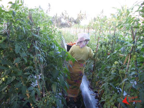 Siti Hediyanti - Berkebun