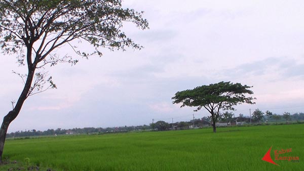 Taqwatin Ma'rifah - My Green Field