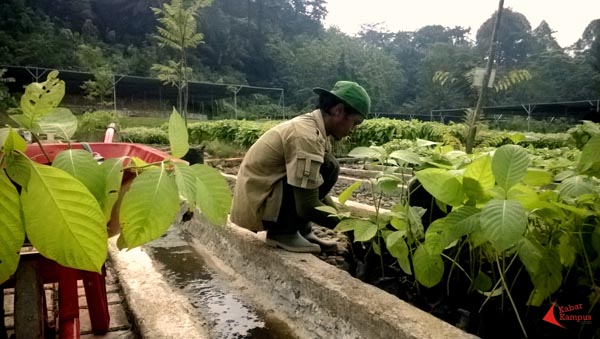 Rinasti - Persiapan Benih 2