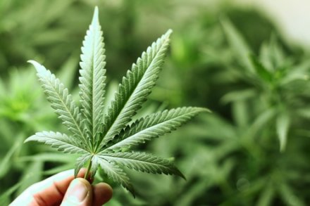 Tasmania mulai mendiskusikan kemungkinan legalisasi ganja.