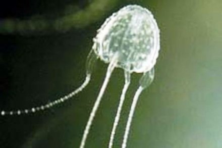 Jenis ubur-ubur irukandji yang berbahaya.