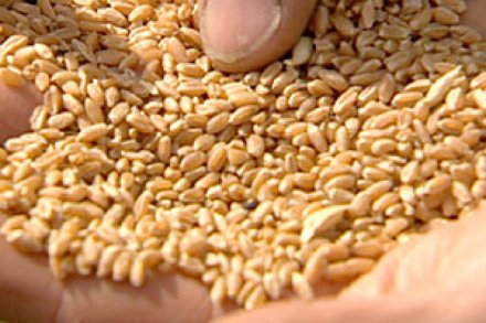 60% orang Australia tak mengkonsumsi produk-produk berbahan gandum karena alasan diet. (Credit: ABC) 