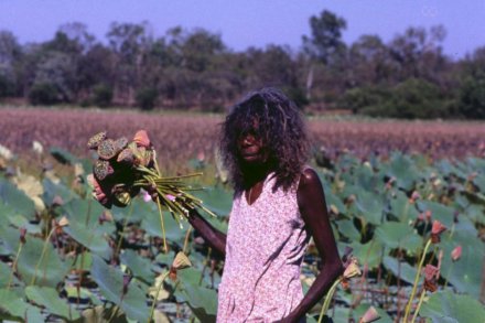 Molly Yawalminy sedang mengumpulkan 'miwulgini' atau bji teratai merah di Daly River. (Credit: ABC) 