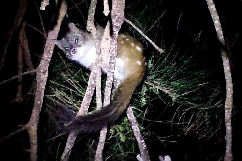 Hewan marsupial Chuditch. (Foto: Jagawan DPAW, Mark True)