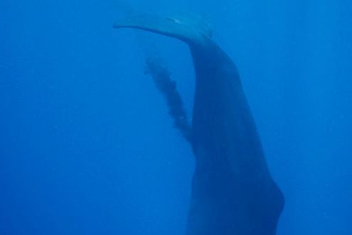 Sperma seekor ikan paus terpancar di lepas pantai Sri Lanka. (Andrew Sutton)