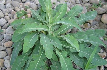 Hasil penelitian Biokimia Medik menyatakan Daun Tempuyung (Sonchus arvensis) ampuh atasi penyakit kandung kemih. FOTO : FAKTAHERBAL