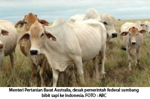 31 07 2013 sumbangan sapi dari ausi untuk indonesia