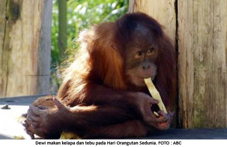 19 08 2013 orangutan di australia