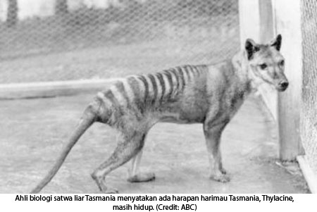 07 10 2013 harimau tasmania