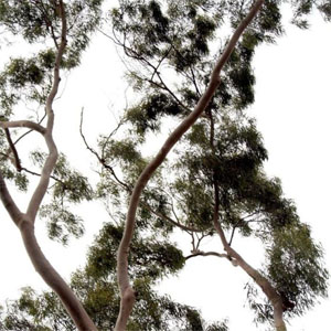 22 10 2013 pohon eucalyptus