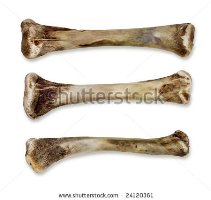 chiken bone