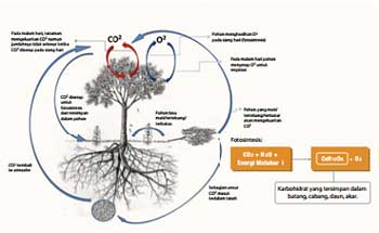Proses Fotosintesis Pada Pohon (Sumber: Hairiah, 2010 dalam NRDC, 2013)