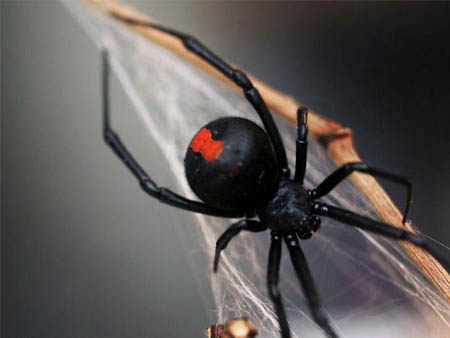 Laba-laba Redback pertama kali ditemukan di Jepang tahun 19 tahun lalu, namun baru sekarang ini menjangkau Ibukota Jepang, Tokyo.