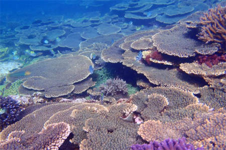 Para penelit mengatakan, karang, seperti yang terdapat di Kepulauan Abrolhos ini, telah menunjukkan gejala stres menyusul gelombang panas laut yang terjadi pada tahun 2011. FOTO : TARYN FOSTER