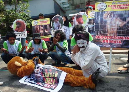 Sejumlah seniman da relawan Profauna menggelar teatrikal untuk memperingati Hari Primata Indonesia, Kamis, (29/01/2015). Foto : Mega