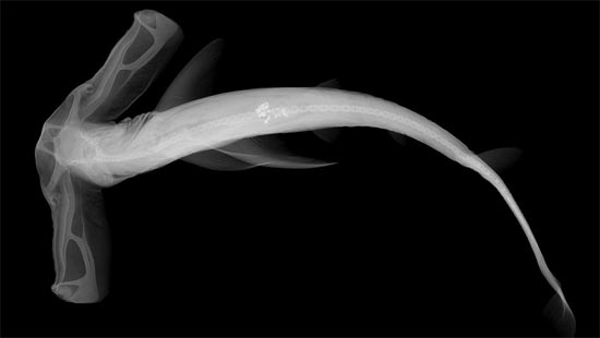 Hiu dengan kepala bersayap, salah satu spesies hiu ‘hammerhead’ atau hiu berkepala palu yang memiliki mata di ujung kanan kiri kepalanya. (Foto: Smithsonian Institution/Sandra Raredon)