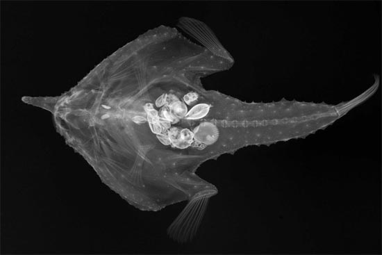 Di samping penampakannya yang mengerikan, ikan kelelawar berhidung panjang ini tak menyerang manusia dan hanya makan udang-udangan serta serangga. (Foto: Smithsonian Institution/Sandra Raredon)