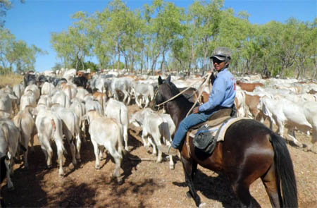 Mahasiswa Indonesia dalam program magang di peternakan Australia. (Foto: Istimewa/Northern Territory Cattlemen’s Association)