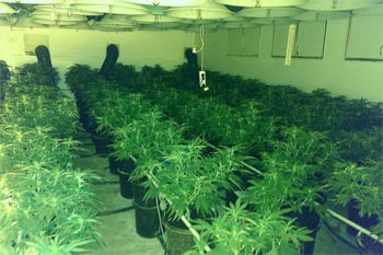 Dalam Setahun, Kepolisian Sydney Hancurkan Tanaman Ganja Senilai Rp 220 Miliar