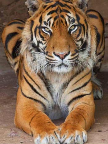 Harimau Sumatera bernama Berani. Foto: Facebook, National Zoo and Aquarium, Canberra.