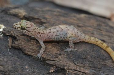 Cyrtodactylus, salah cicak spesies baru yang ditemukan LIPI. Foto : LIPI