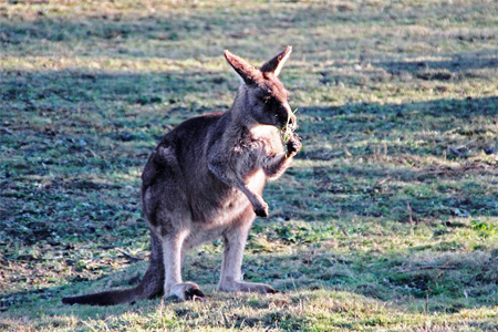 Seekor kanguru makan rumput dengan menggunakan lengan kirinya.