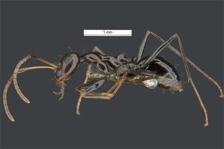 Semut hitam jenis seperti ini ditemukan di area Pelabuhan Darwin.