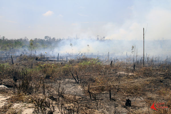 Pembakaran hutan di kawasan perbatasan Indonesia - Malaysia di Desa Temajuk, Sambas, Kamis (03/09/2015).