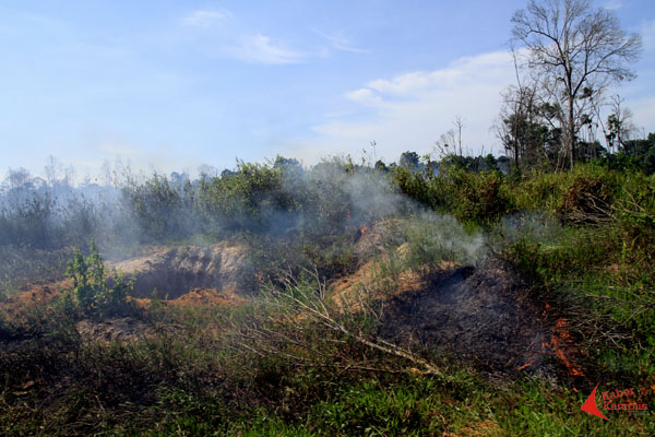 Cuaca yang panas memudahkan api menjalar cepat di kawasan hutan perbatasan Indonesia - Malaysia di Desa Temajuk, Kecamatan Paloh, Sambas, Kamis (03/09/2015).