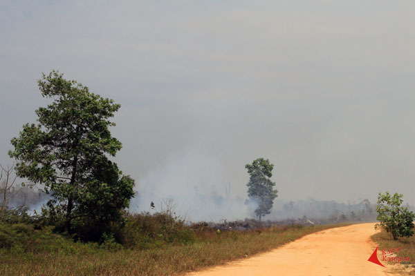 Kebakaran di Desa Temajuk, Kecamatan Paloh, Sambas, Kamis (03/09/2015).