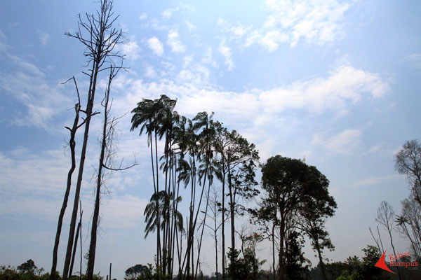 Pembakaran hutan untuk membuka lahan perkebunan sawit di Desa Temajuk, Kecamatan Paloh, Sambas, Kamis (03/09/2015).