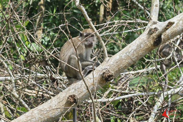 Kera ekor panjang salah satu primata yang hidup di kawasan hutan perbatasan Indonesia - Malaysia.