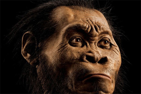 Paleoartis (seniman yang berusaha menggambarkan zaman prasejarah), John Gurche, menghabiskan 700 jam untuk merekonstruksi kepala Homo Naledi yang ditemukan di gua pedalaman di Afrika Selatan, dengan menggunakan pemindai tulang. FOTO : National Geographic, Mark Thiessen