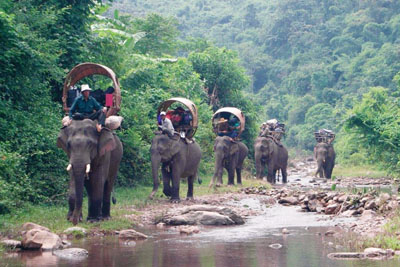 Perjalanan caravan ini akan menyoroti perlunya Otoritas Laos dan para pemilik lahan untuk melindungi habitat gajah.