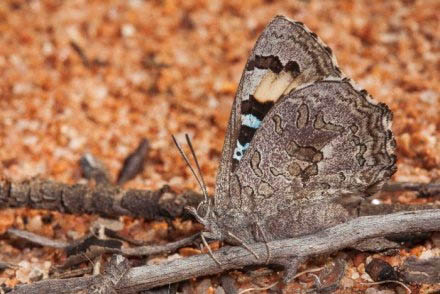 Hanya ada satu koloni kupu-kupu karnivora perunggu biru coklat seperti ini yang dijumpai di dunia. (Credit: ABC licensed) Hanya ada satu koloni kupu-kupu karnivora perunggu biru coklat seperti ini yang dijumpai di dunia. FOTO : ABC licensed