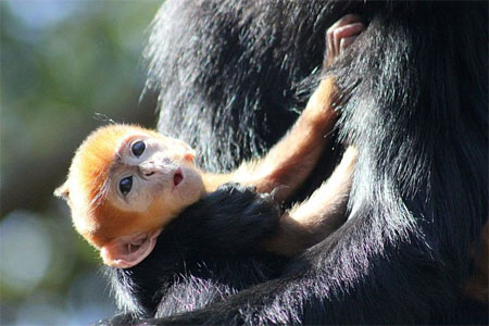 Nangua ditemukan dalam pelukan induknya awal bulan November. (Foto: Taronga Zoo)