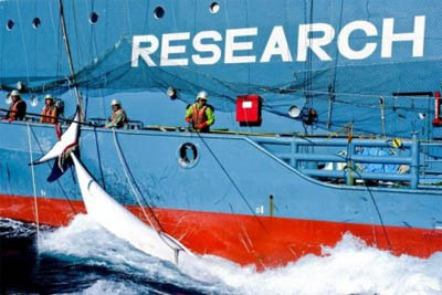 Para penangkap ikan paus asal Jepang tidak mengetahui klaim Australia atas kawasan di Samudera Selatan. (Credit: Audience submitted) 